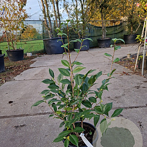 Camellia j. 'Hagoromo' 60-80 cm 10L
