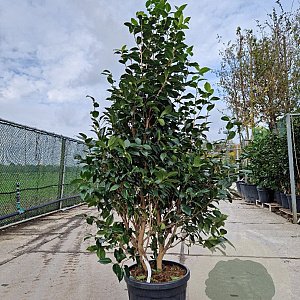 Camellia 'Oki-no-nami' 150-175 cm container meerstammig