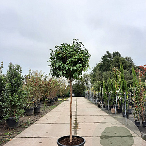 Camellia sasanqua 80 cm stam container kroon 100-125