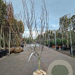 Cercis can. 'Forest Pansy' 150-175 cm draadkluit