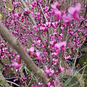 Cercis can. 'Forest Pansy' 350-400 cm container
