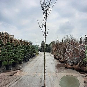 Cercis can. 'Forest Pansy' 180 cm stam container 8-10