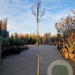 Cercis can. 'Forest Pansy' 200 cm stam container 8-10