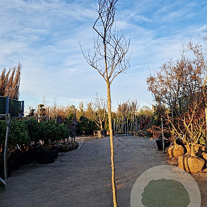 Cercis can. 'Forest Pansy' 200 cm stam container 10-12 lei 150x120