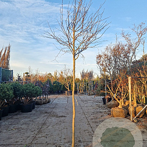 Cercis can. 'Forest Pansy' 200 cm stam container 12-14