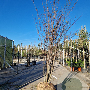 Cercis siliquastrum 200-250 cm draadkluit meerstammig solitair