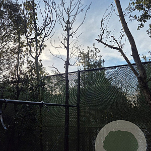 Cercis siliquastrum 200 cm stam container 20-25 leiboom