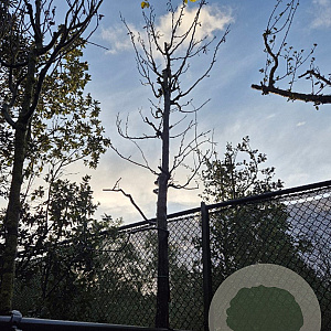 Cercis siliquastrum 200 cm stam container 20-25 leiboom