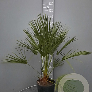 Chamaerops humilis 50-60 cm 6L