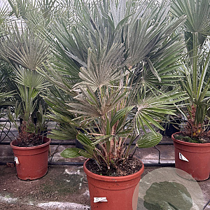 Chamaerops humilis 'Vulcano' 50-70 cm 6L