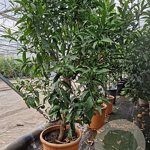 Citrus clementina 100-110 cm 20L stam