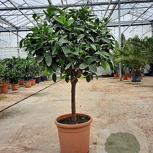 Citrus latifolia 100-110 cm 20L stam