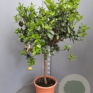 Citrus limetta 'Pursha' 100-110 cm 20L stam