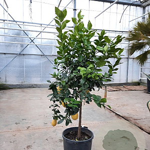 Citrus limon 100-110 cm 20L stam