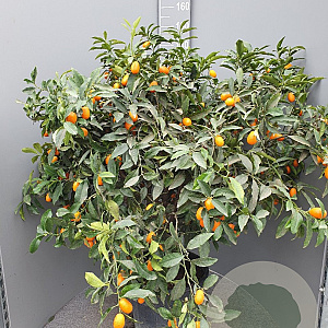 Citrus margarita 100-110 cm 20L stam