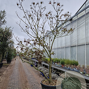 Clerodendrum trichotomum 250-300 cm container meerstammig extra