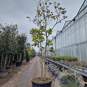 Clerodendrum trichotomum 300-350 cm container meerstammig