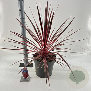 Cordyline aus. Charlie Boy 70-80 cm 12L