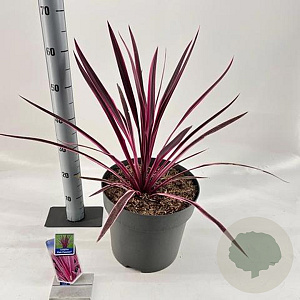 Cordyline aus. Pink Passion 70-80 cm 12L