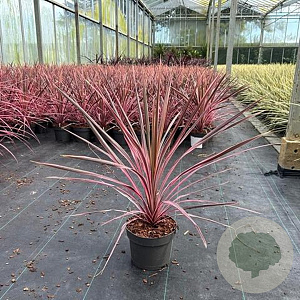 Cordyline aus. 'Southern Splendour' 30-40 cm 3,0L