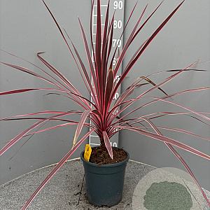 Cordyline Electric Pink gm 4,0L