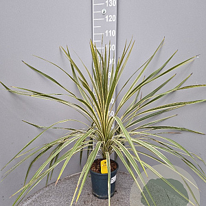 Cordyline variegata gm 4,0L