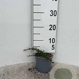 Cotoneaster pr. 'Streib's Findling' plantgoed C1.3