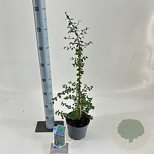 Cotoneaster suec. 'Coral Beauty' 20-25 cm 2,0L