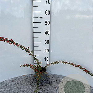 Cotoneaster suec. 'Coral Beauty' 40-60 cm C1.3