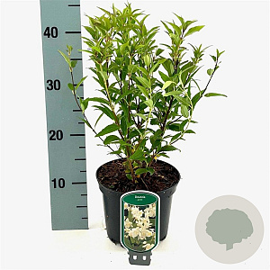 Deutzia gracilis 25-30 cm 2,0L