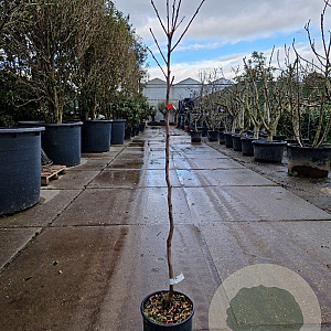 Diospyros kaki 100 cm stam 10L