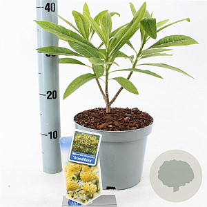 Edgeworthia chrys. 'Grandiflora' 40-50 cm 3,0L