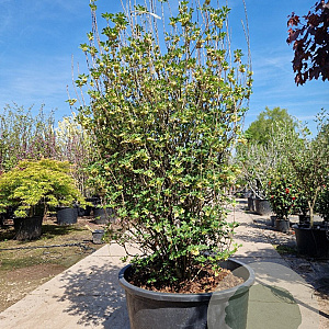 Enkianthus campanulatus 200-225 cm container meerstammig