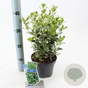 Euonymus jap. 'Kathy' 20-25 cm 2,0L