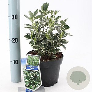 Euonymus jap. 'Kathy' 20-25 cm 2,0L