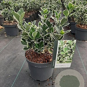 Euonymus jap. 'Kathy' GM C3