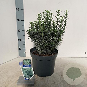 Euonymus jap. 'Microphyl. Albovar.' 35-40 cm 5,0L