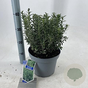 Euonymus jap. 'Microphyl. Albovar.' 35-40 cm 5,0L