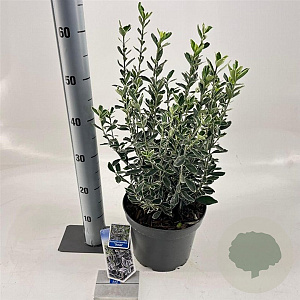 Euonymus jap. 'Susan' 35-40 cm 5,0L