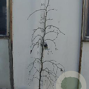 Fagus syl. 'Purpurea Pendula' 125-150 cm 10L