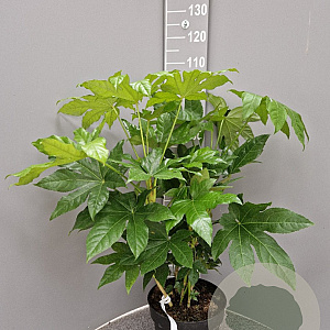 Fatsia japonica 60-80 cm 10L
