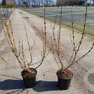 Forsythia int. 'Spectabilis' 30-40 cm 2,0L