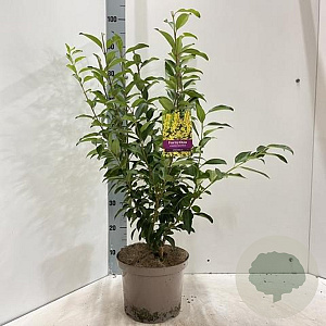 Forsythia int. 'Spectabilis' 50-60 cm 5,0L