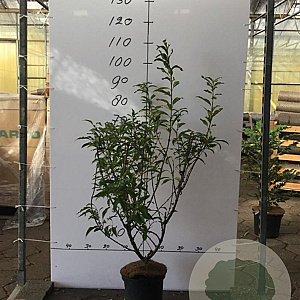 Forsythia int. 'Spectabilis' 80-100 cm 5,0L