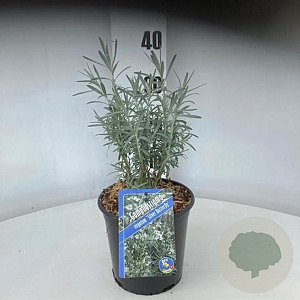 Gomphostigma v. 'Silver Butterfly' 30-40 cm 2,0L