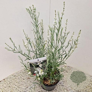 Gomphostigma v. 'Silver Butterfly' 30-40 cm 2,0L