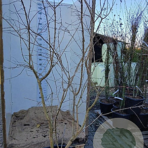 Heptacodium miconioides 200-225 cm cont. 90L solitair