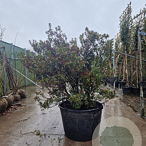 Kalmia lat. 'Minuet' 125-150 cm container meerstammig