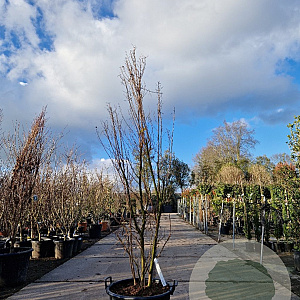 Lagerstroemia indica 175-200 cm container meerstammig
