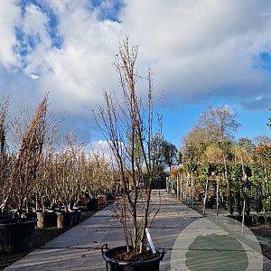 Lagerstroemia indica 175-200 cm container meerstammig